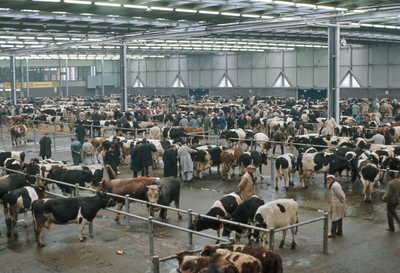 23265 Interieur van de veemarkthallen (Sartreweg 1) te Utrecht: veehal met verhandelbare koeien.